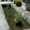 Carps in a roadside stream