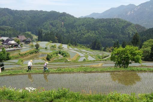 Rice terraces of Hata