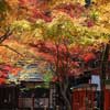 Hiyoshitaisha Shrine in autumn