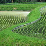 Lines of rice seedlings poking up out of the water