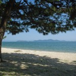 Pine tree providing a patch of shade on the beach