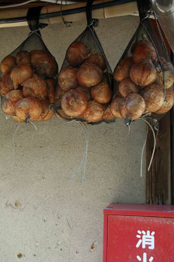 Onions hung under the eaves to dry
