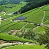 Tea fields in Asamiya