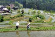 Rice terrace in Hata