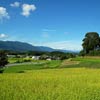 Rice fields in Ogi