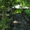 Stone path in the shade of trees