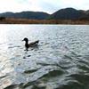 A duck following the boat