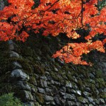Autumn leaves and stone wall