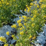 Rape blossoms on a snow-covered field